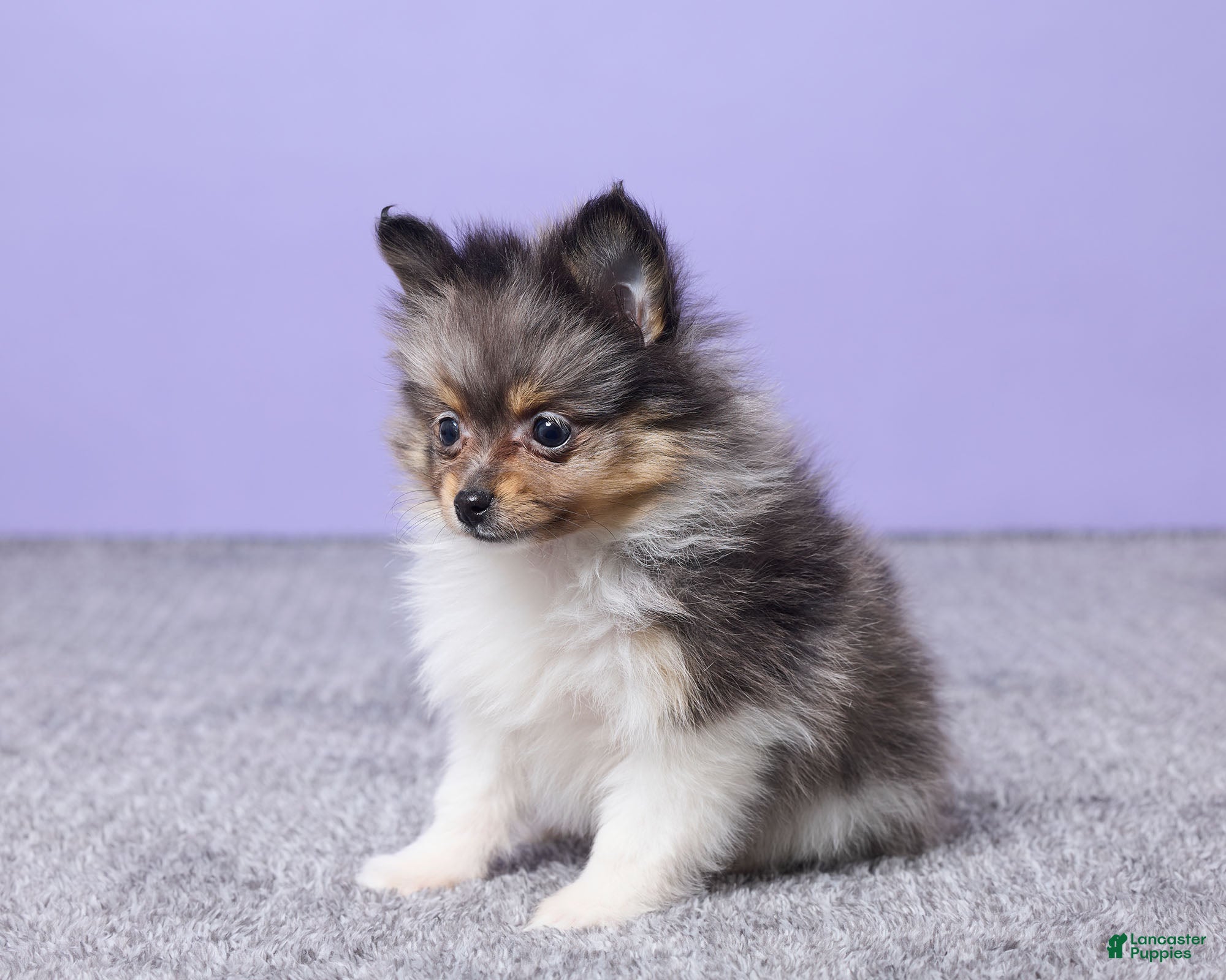 Pomeranian dogs Lucy - Ad 2