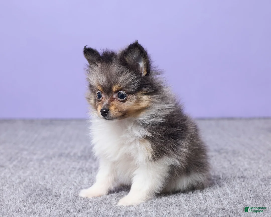 Pomeranian dogs for sale: Lucy - Ad 2