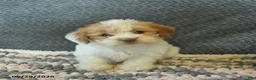 Maltipoo dogs for sale: Lorette  - Ad 3