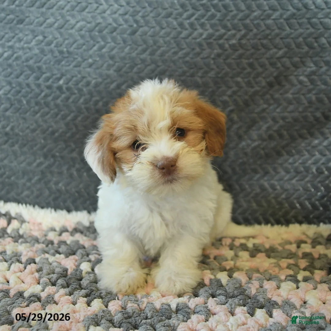 Maltipoo dogs for sale: Lorette  - Ad 3