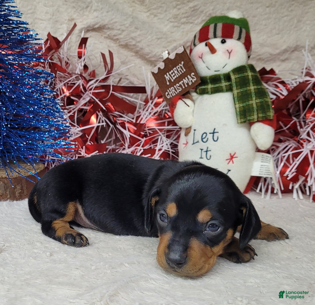 Miniature Dachshund dogs for sale: AKC Major - Ad 6