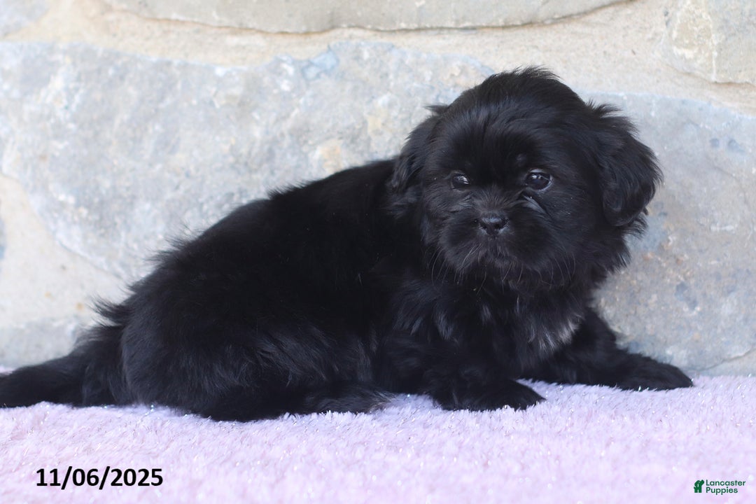Shih Tzu dogs for sale: Kim  - Ad 6