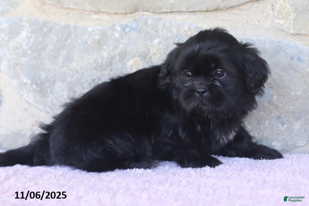 Shih Tzu dogs for sale: Kim  - Ad 6