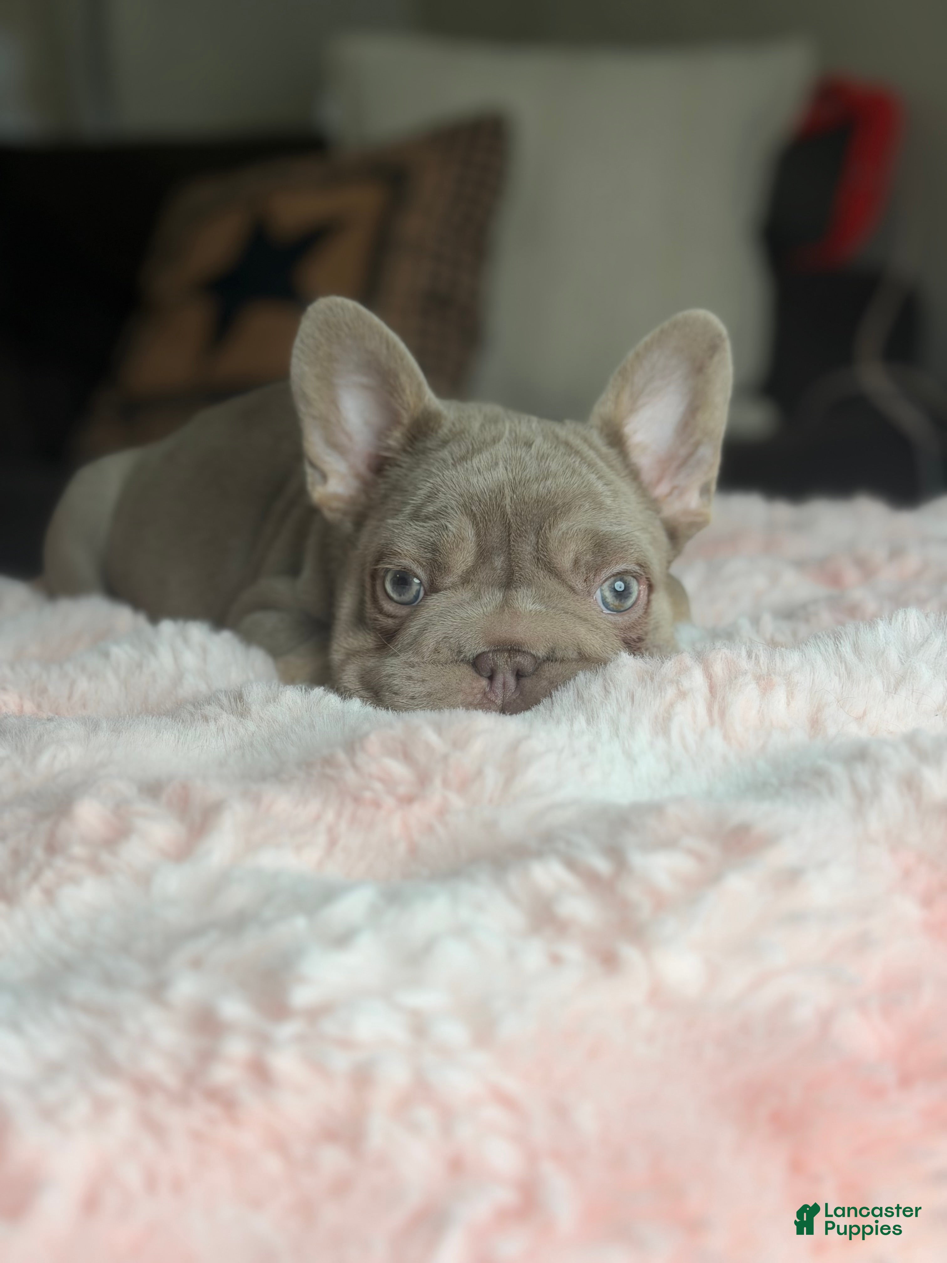French Bulldog dogs French Bulldog Puppy 1 - Ad 41