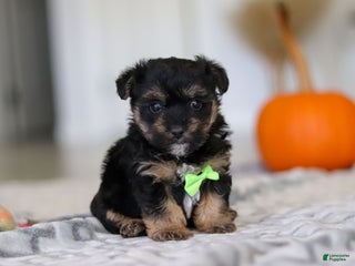 Yorkiepoo dogs - Ad 15