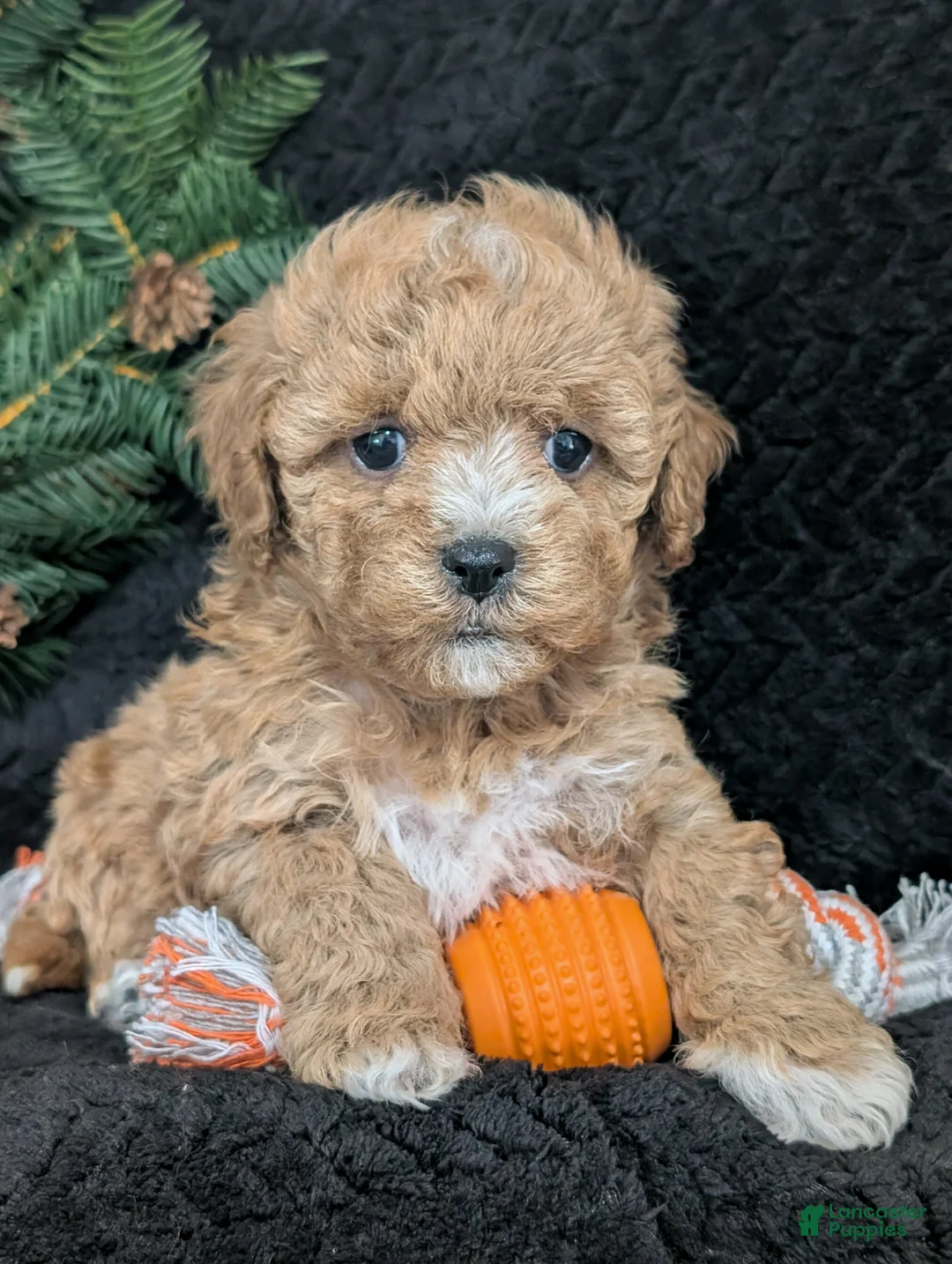 Cavachon dogs for sale: Susie  - Ad 1