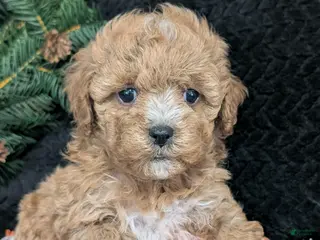 Cavachon dogs Susie - Ad 5