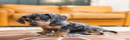 Miniature Dachshund dogs for sale: Mitzi - Ad 7