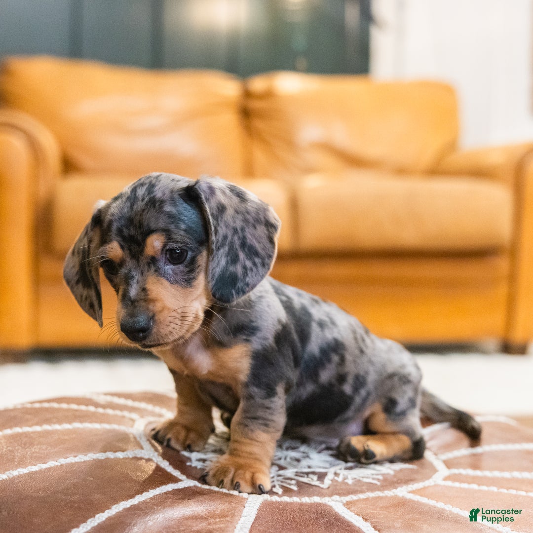 Miniature Dachshund dogs for sale: Mitzi - Ad 7