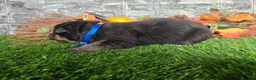 German Shepherd dogs for sale: German Shepherd 1 - Ad 4