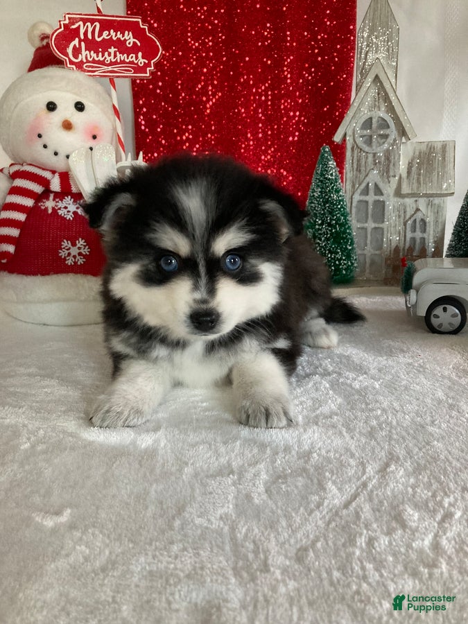 Pomsky dogs Muffin - Ad 2