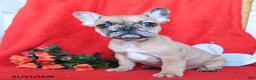 French Bulldog dogs for sale: Blaze - Ad 1