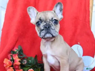 French Bulldog dogs Blaze - Ad 34
