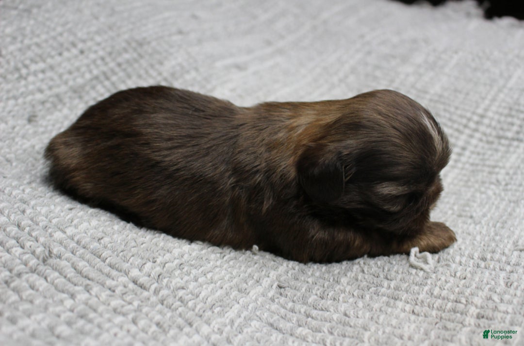 Shih Tzu dogs for sale: Hershey - Ad 3