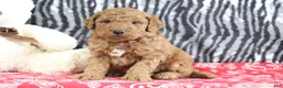 Mini Goldendoodle dogs for sale: Murphy - Ad 5