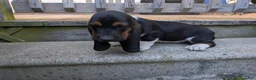 Basset Hound dogs for sale: Ginger - Ad 5