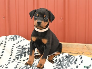 Doberman Pinscher dogs - Ad 40