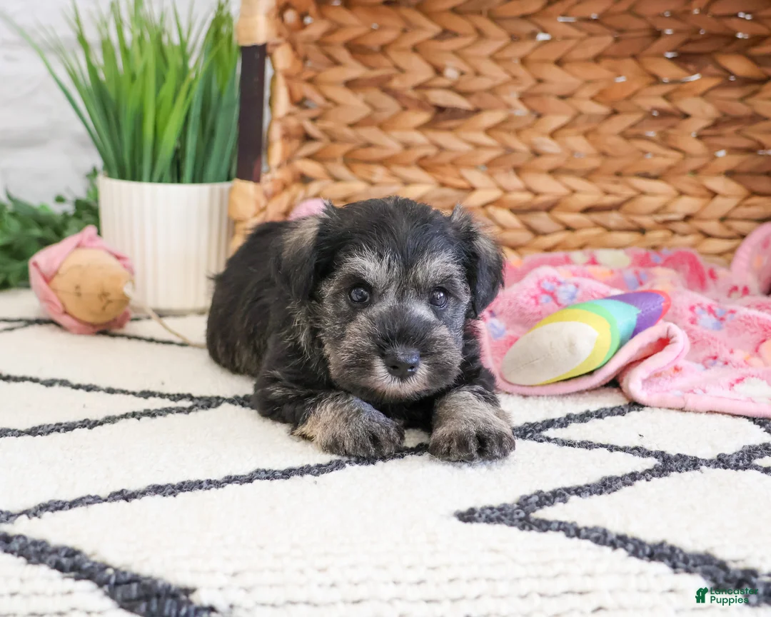 Miniature Schnauzer dogs for sale: Hannah - Ad 2