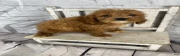 Cockapoo dogs for sale: Puck - Ad 10