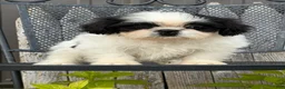 Shih Tzu dogs for sale: Shane Shih Tzu  - Ad 14