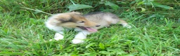 Collie dogs for sale: Bo-peep - Ad 1