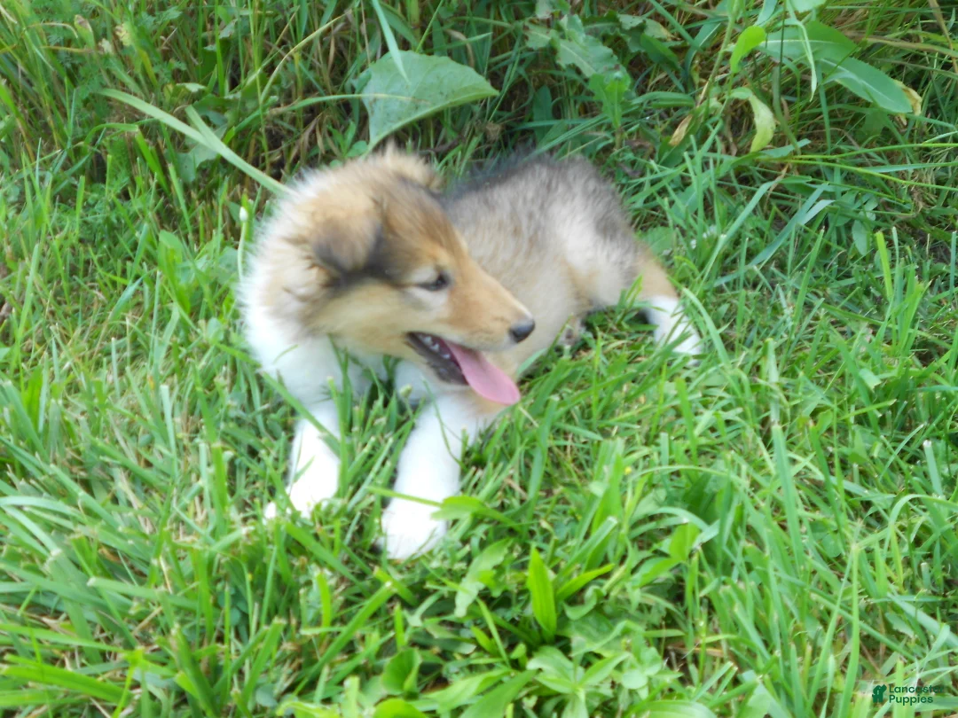 Collie dogs for sale: Bo-peep - Ad 1