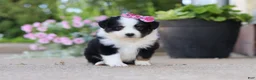 Toy Australian Shepherd dogs for sale: Rory - Ad 5