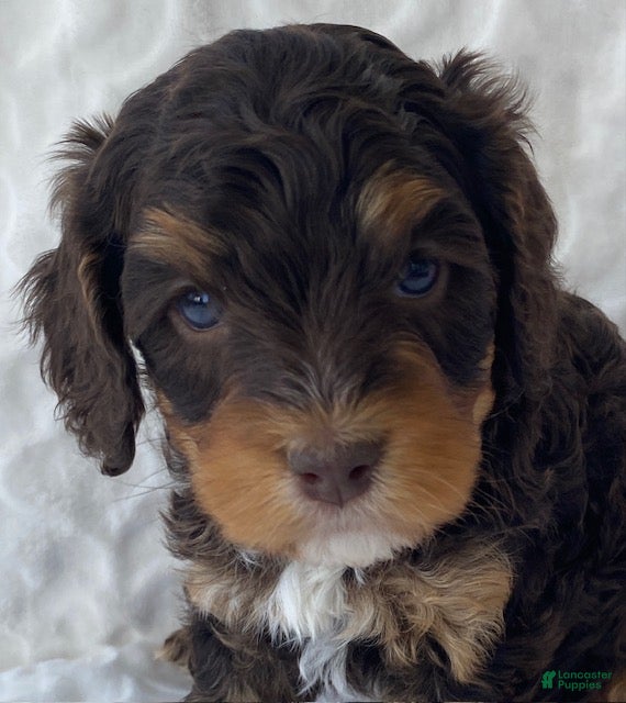 Cavapoo dogs for sale: Norman- chocolate tri - Ad 3