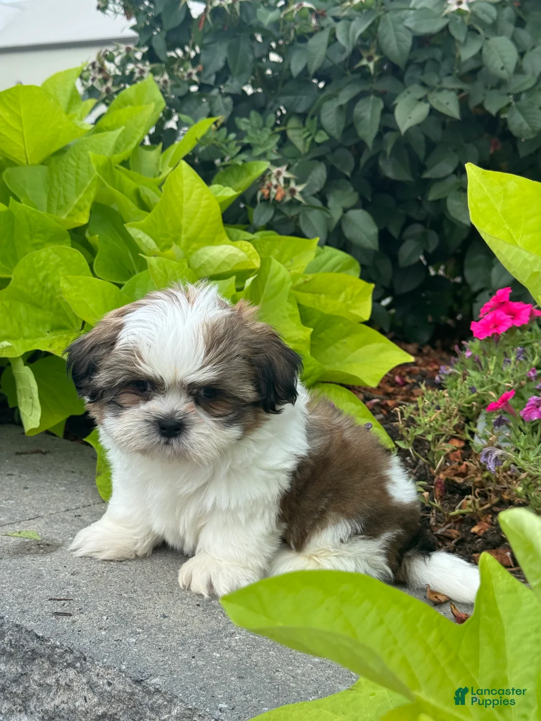 Shih Tzu dogs for sale: Shep - Ad 5