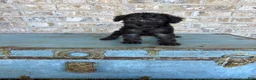 Miniature Labradoodle dogs for sale: Breeze - Ad 2