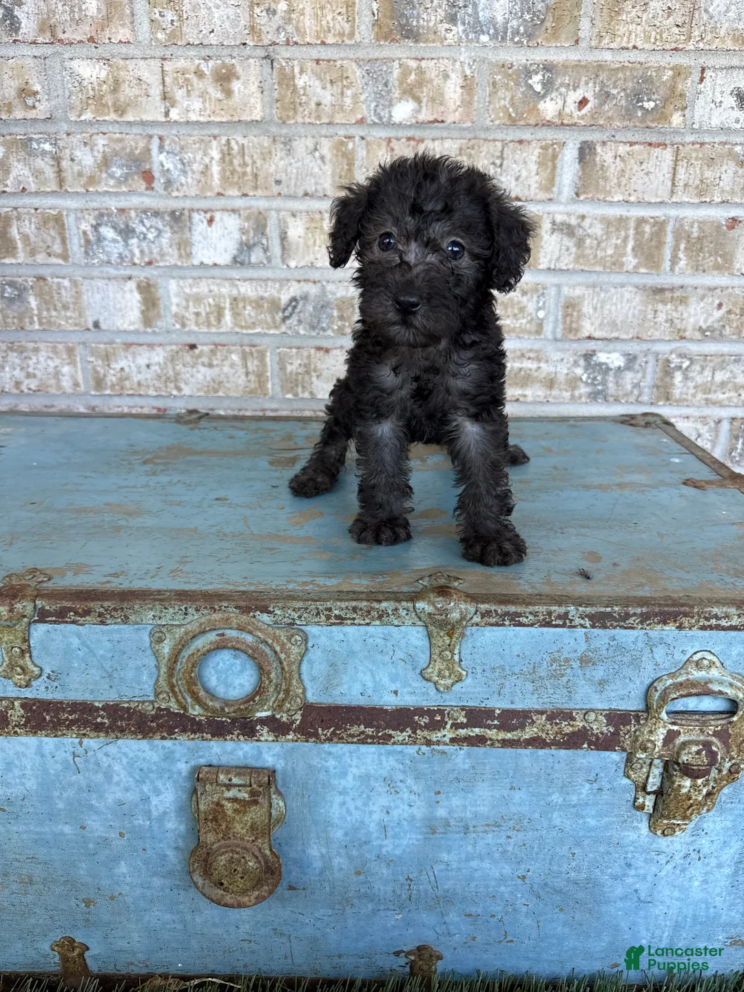 Miniature Labradoodle dogs for sale: Breeze - Ad 2