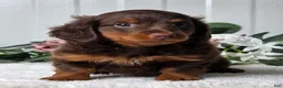 Miniature Dachshund dogs for sale: Rover - Ad 6