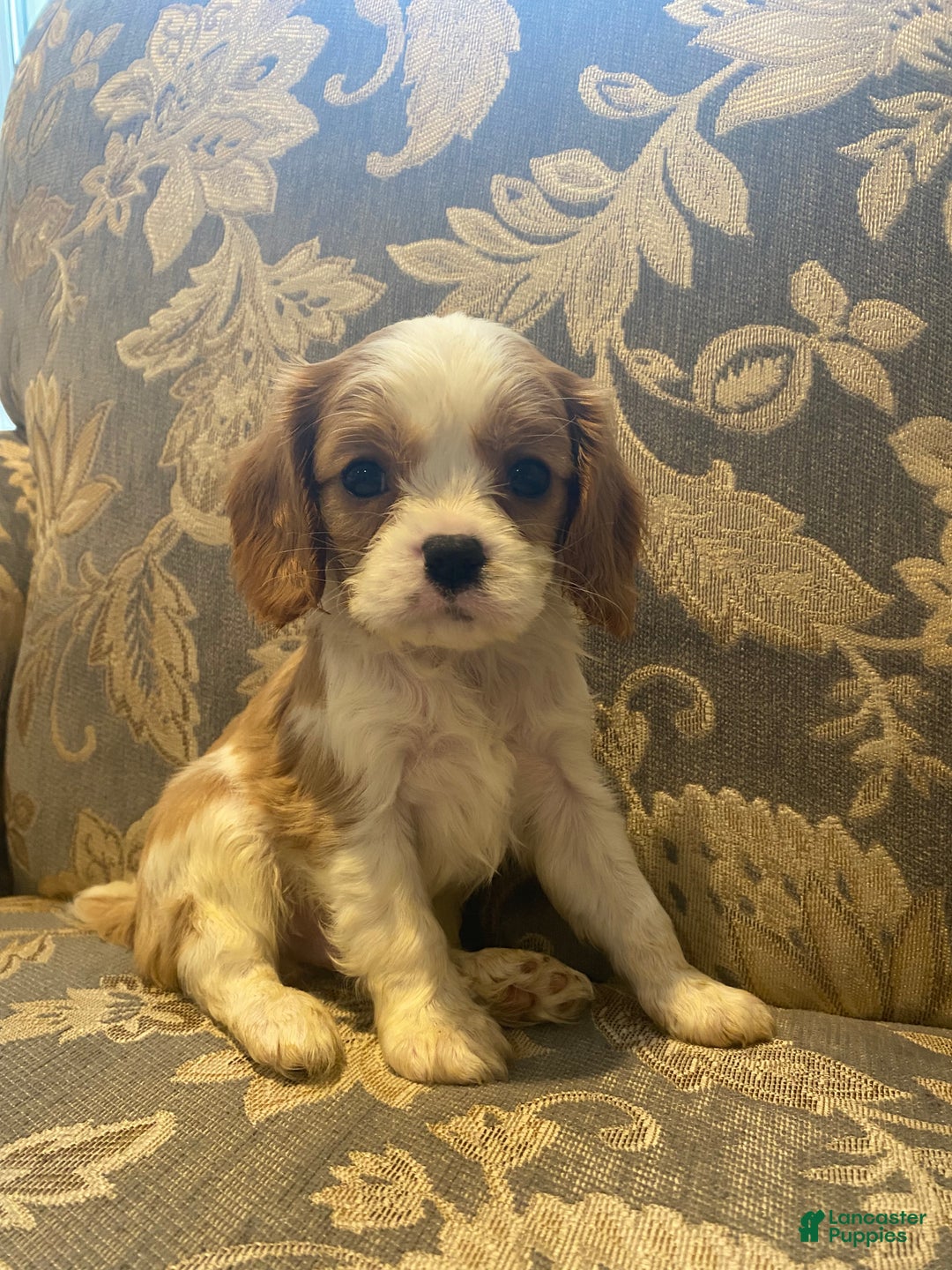 Cavalier King Charles Spaniel dogs for sale: Bodhi  - Ad 1