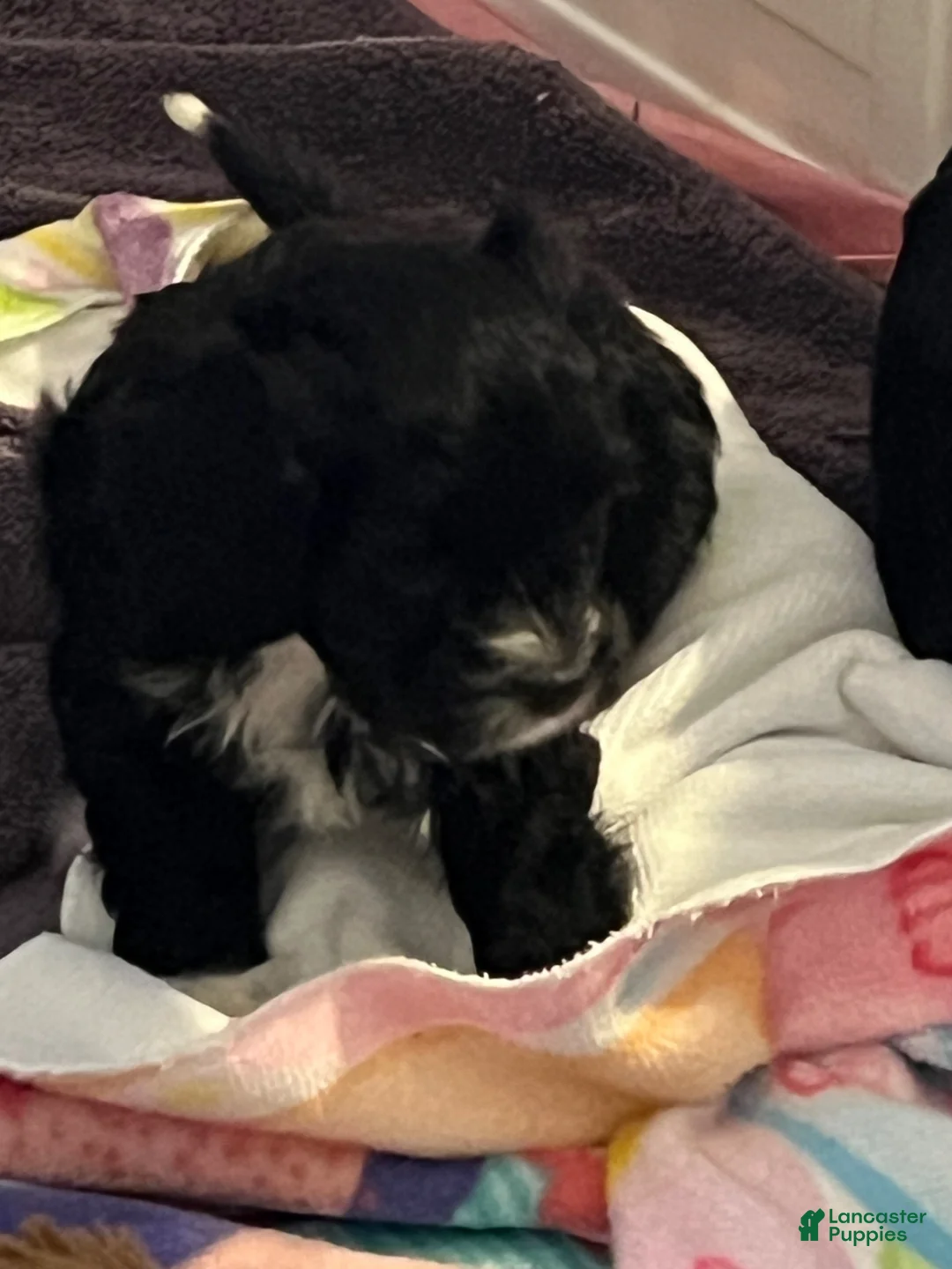 Cavapoo dogs for sale: Cavapoo Puppy 2 - Ad 2