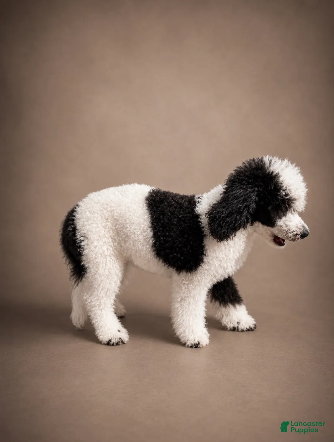 Miniature Poodle dogs for sale: Bodhi - Ad 2