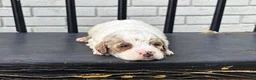 Mini Goldendoodle dogs for sale: Lina - Ad 3
