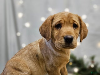 Labrador Retriever dogs Mya - Ad 38