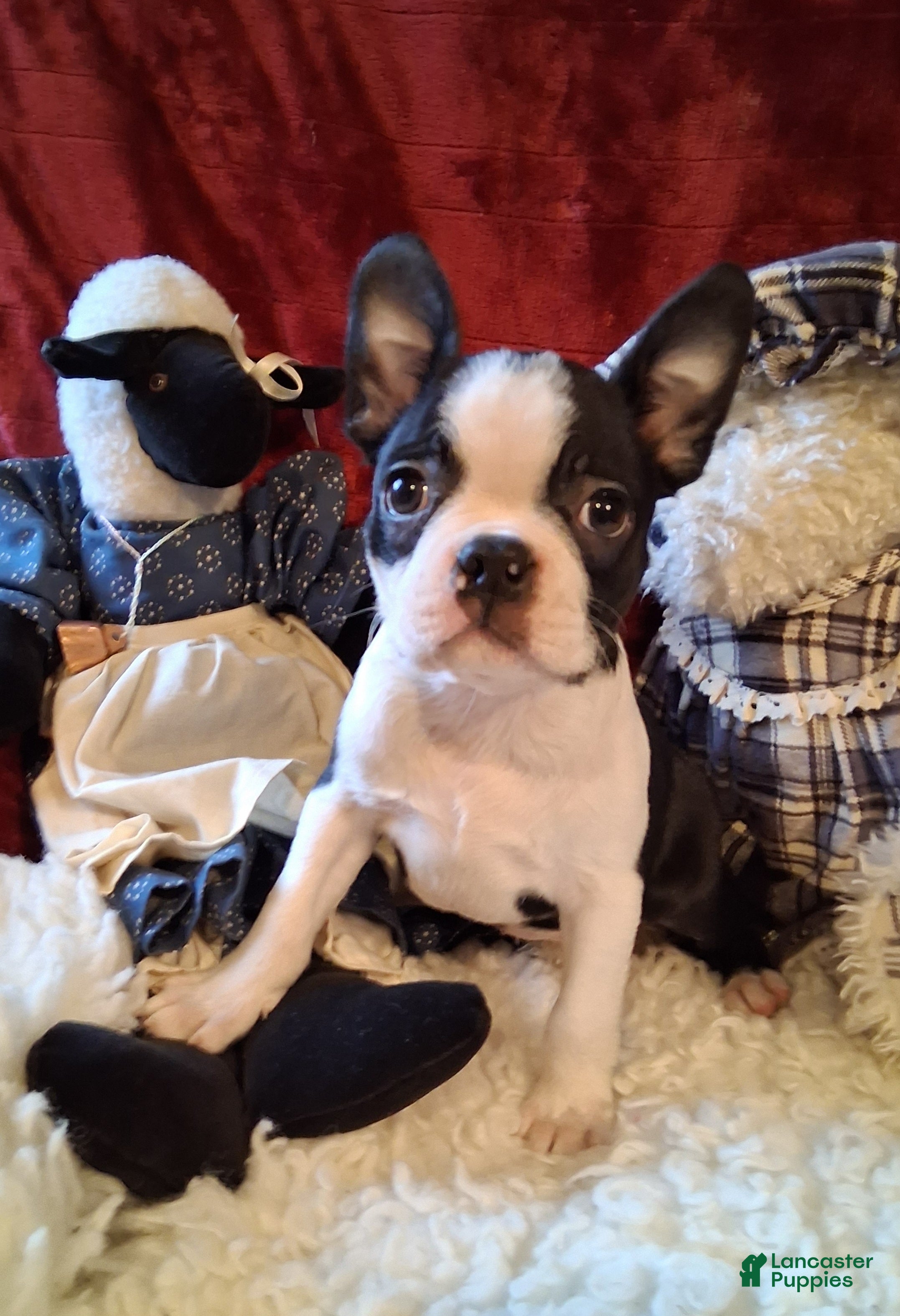 Boston Terrier dogs Brittany  - Ad 27