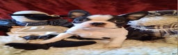Boston Terrier dogs for sale: Brittany  - Ad 1