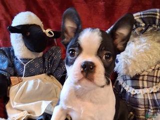 Boston Terrier dogs Brittany - Ad 34