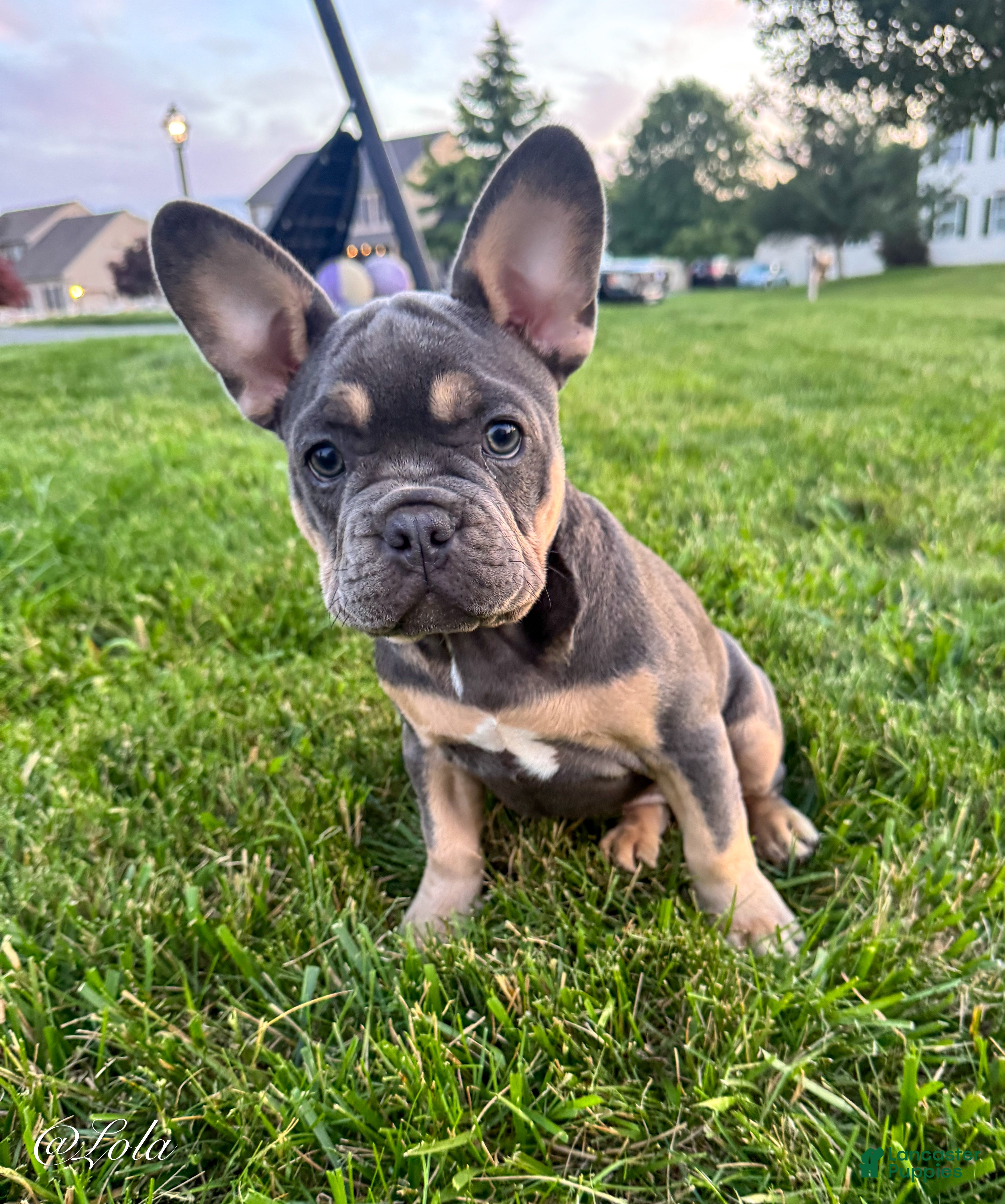 French Bulldog dogs Lola - Ad 2
