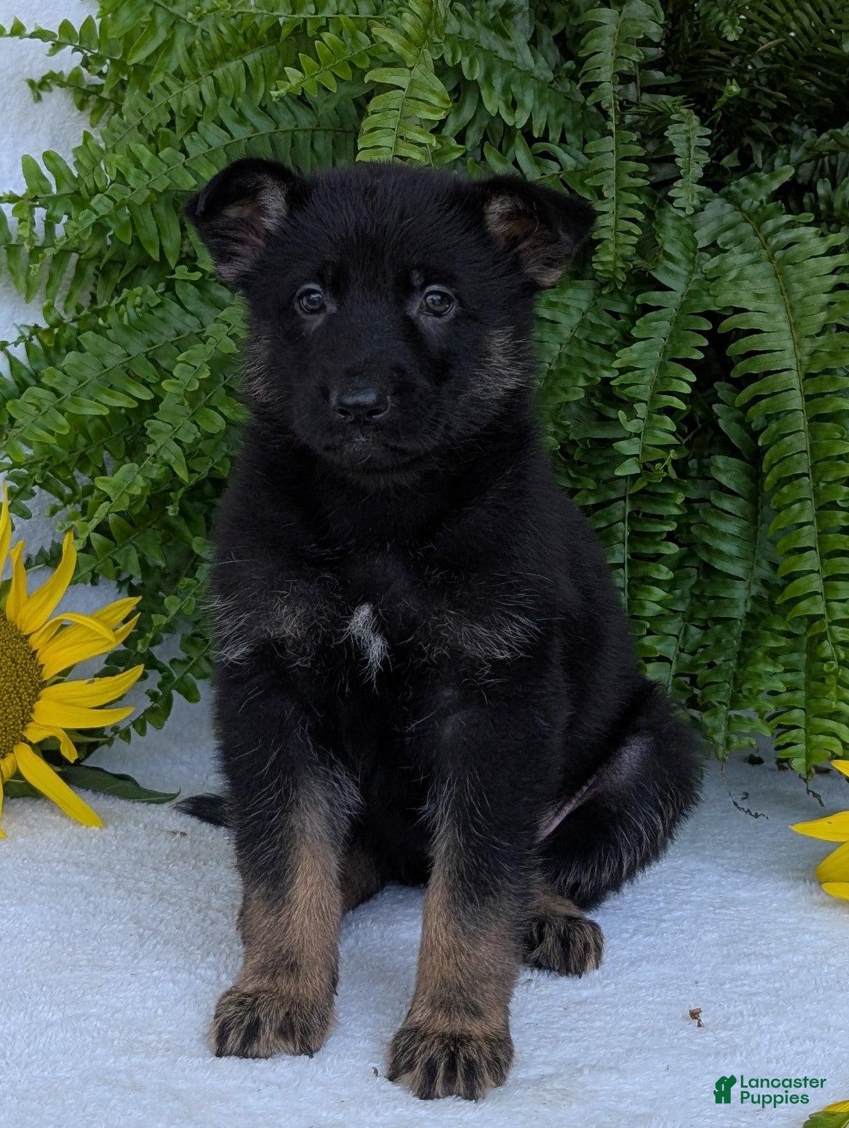 German Shepherd dogs Ivy - Ad 2