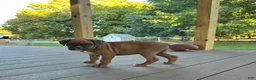 Boxer dogs for sale: Sadie - Ad 8