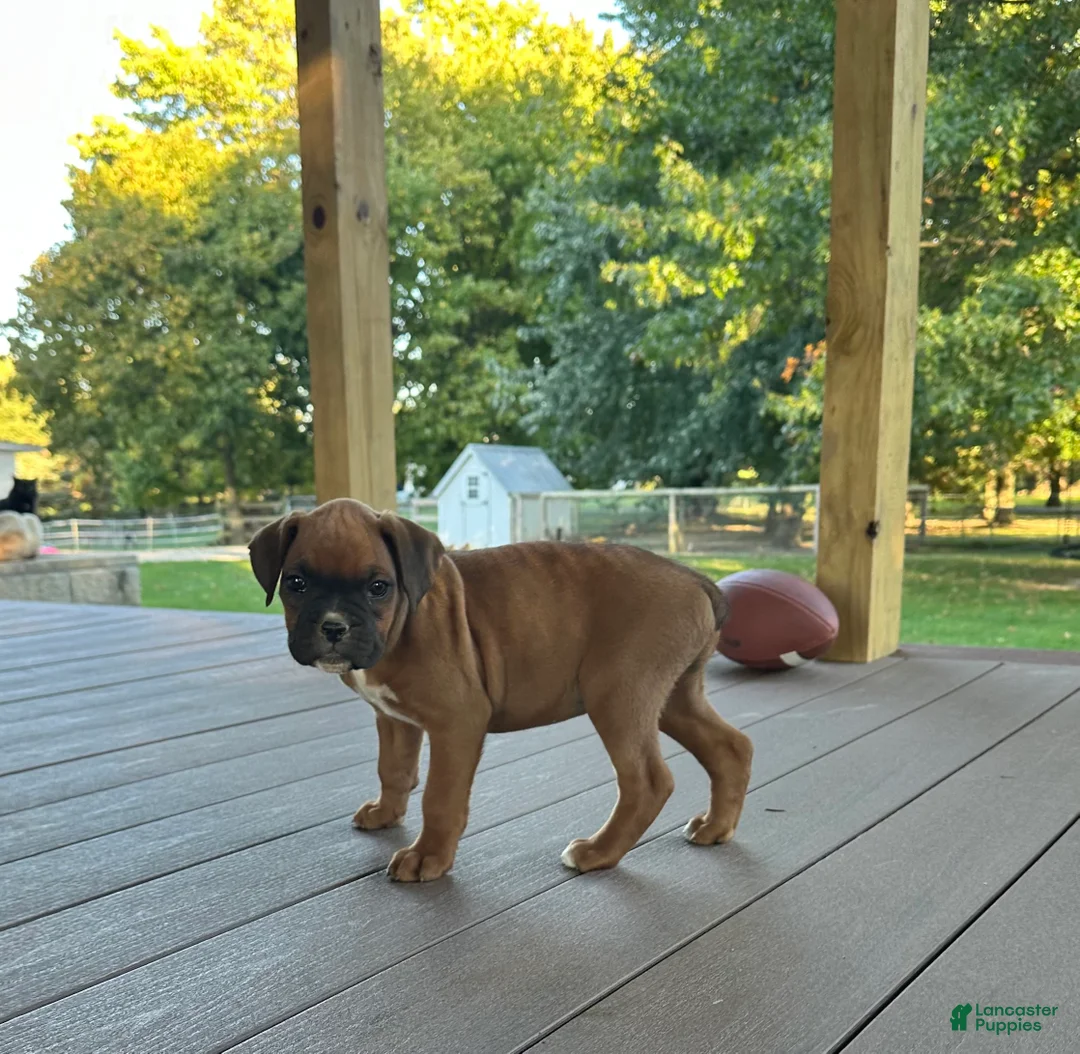 Boxer dogs for sale: Sadie - Ad 8