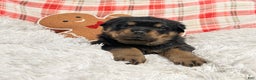 Rottweiler dogs for sale: Zuma - Ad 1