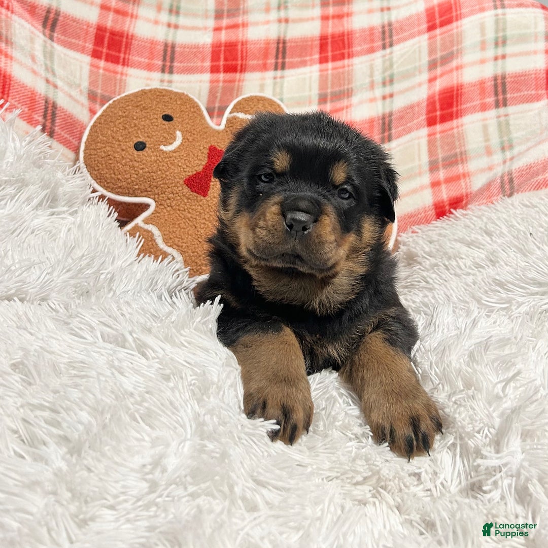 Rottweiler dogs for sale: Zuma - Ad 1