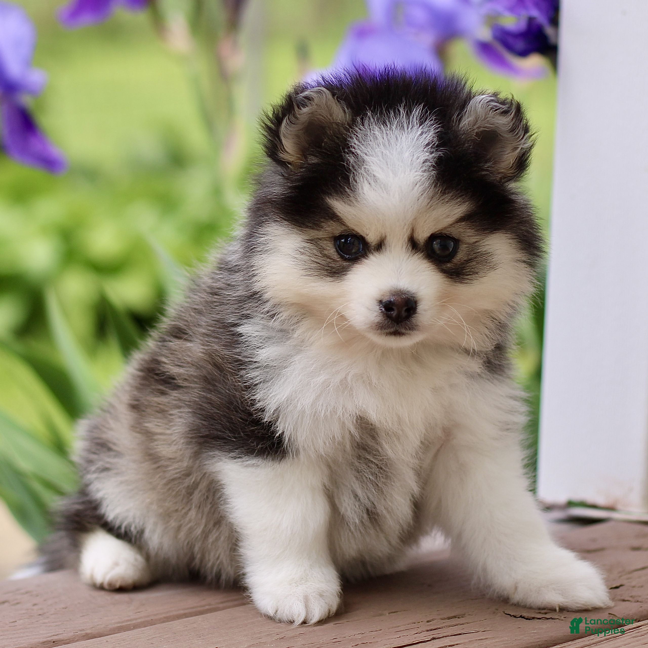 Pomsky dogs Malcom - Ad 2