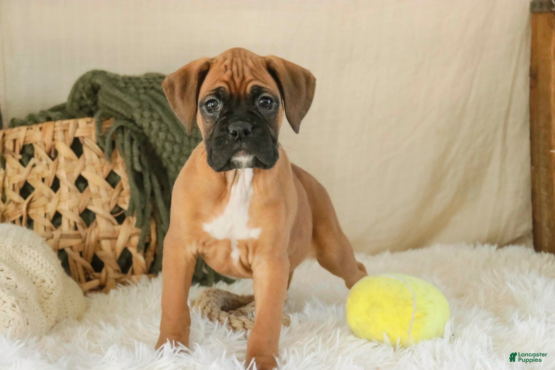 Boxer dogs for sale: Fred - Ad 2