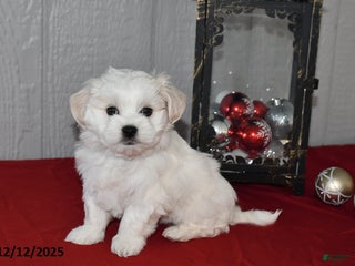 Maltese dogs Snowball - Ad 24