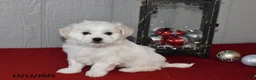 Maltese dogs for sale: Snowball - Ad 4